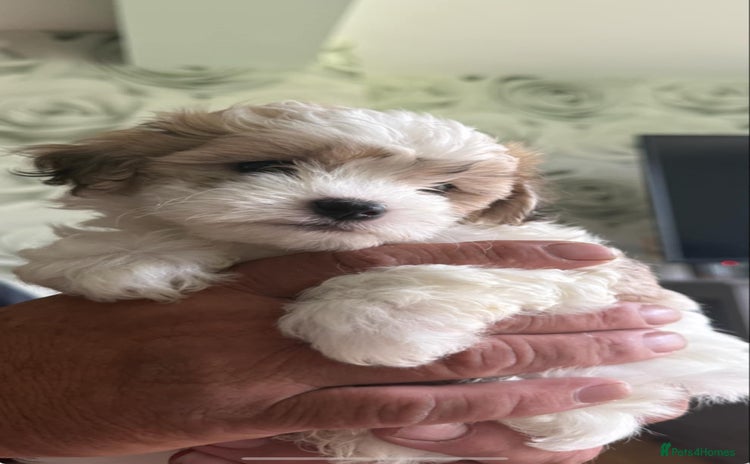 Shichon dogs - Advert 2