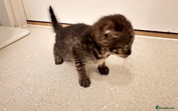 Savannah cats for sale: Stunning F3 Savannahs - Image 5