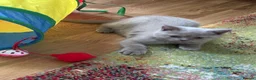 British Shorthair cats for sale: Beautiful Bsh&scottish fold - Advert 15