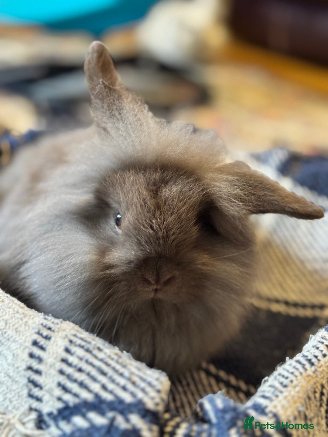Mini Lion Lop rabbits for sale: One chocolate boy left! - Advert 3