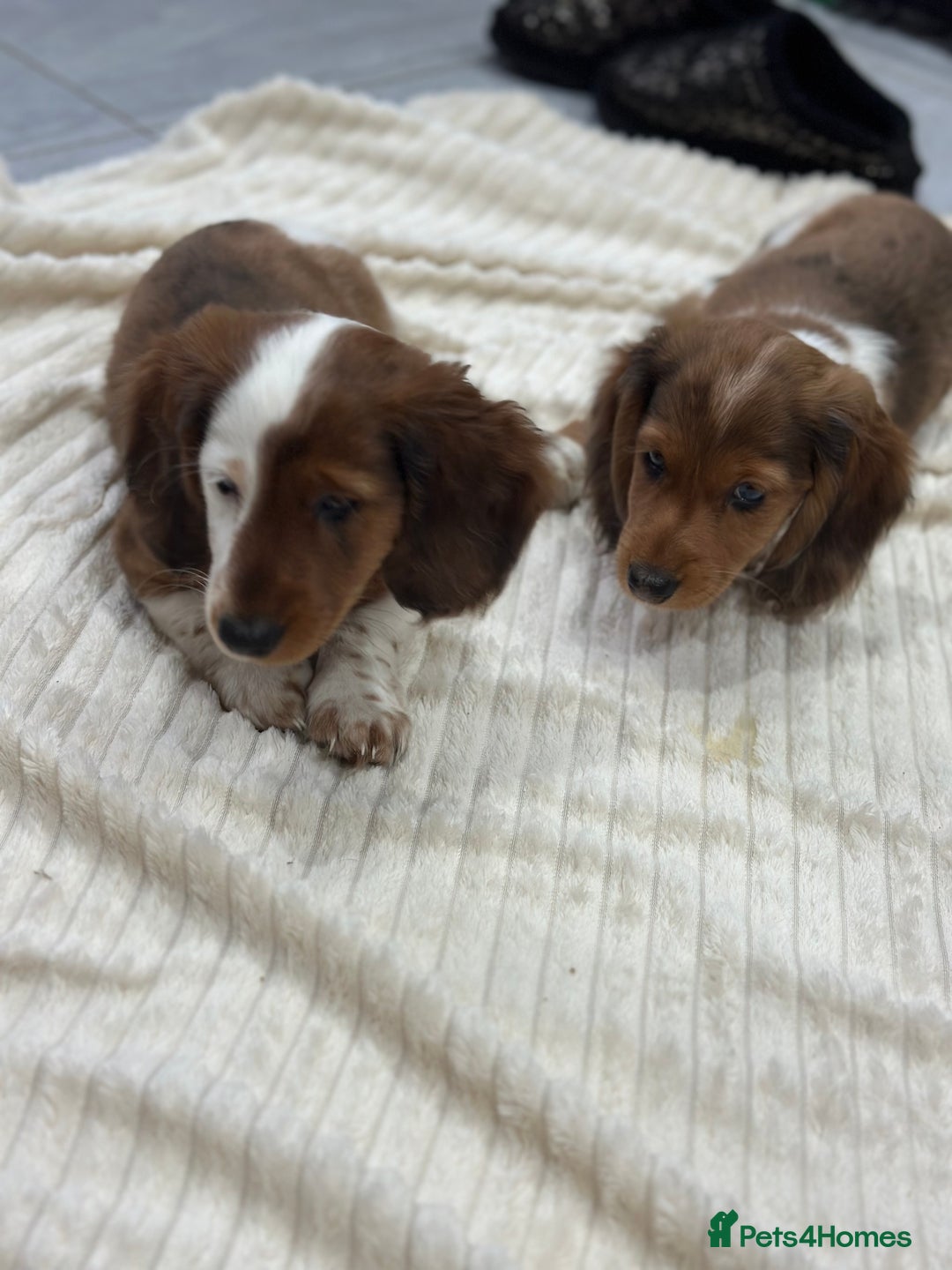 Miniature Dachshund dogs for sale: Miniature Dachounds pied dapples  - Advert 2