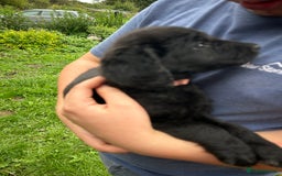 Labradoodle dogs for sale: Ready to go! Fantastic F1 Labradoodles (black) - Image 25