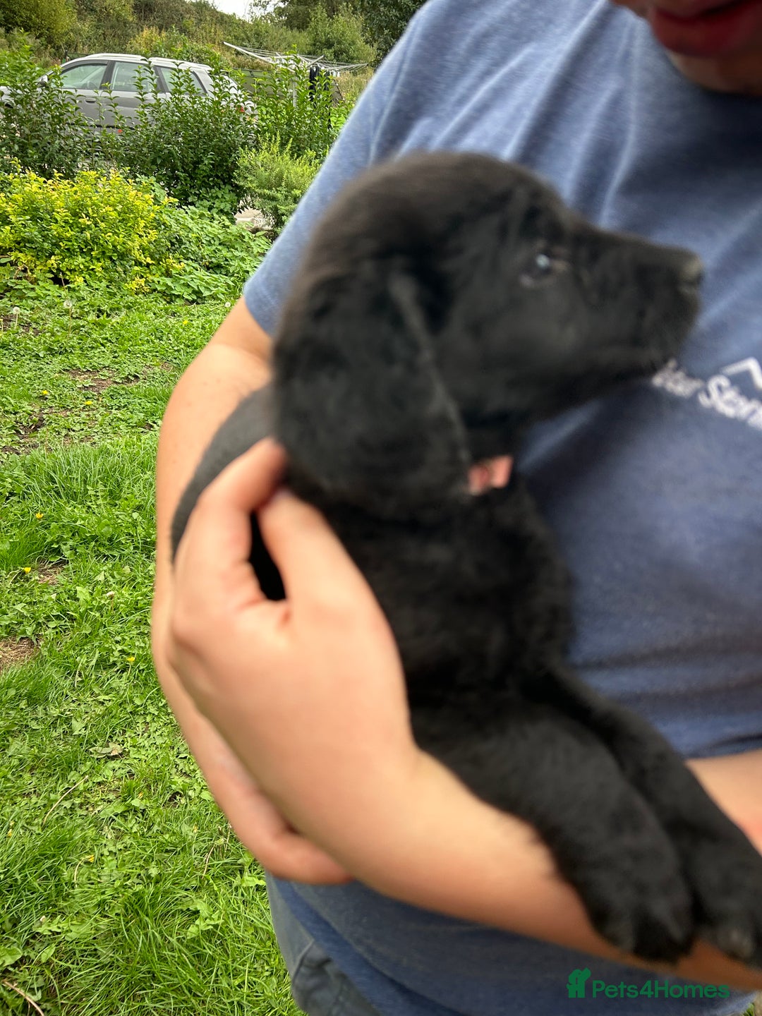 Labradoodle dogs for sale: Ready to go! Fantastic F1 Labradoodles (black) - Image 25
