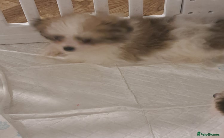 Mixed Breed dogs ONE BOY READY TO LEAVE NOW.  - Advert 1