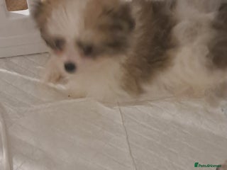 Mixed Breed dogs ONE BOY READY TO LEAVE NOW. - Advert 2