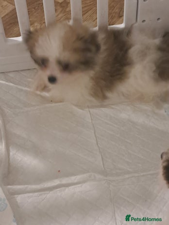 Mixed Breed dogs ONE BOY READY TO LEAVE NOW. - Advert 1