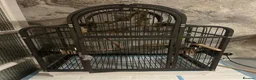 Parakeets birds for sale: Alexandrine parakeet in Bradford - Advert 7