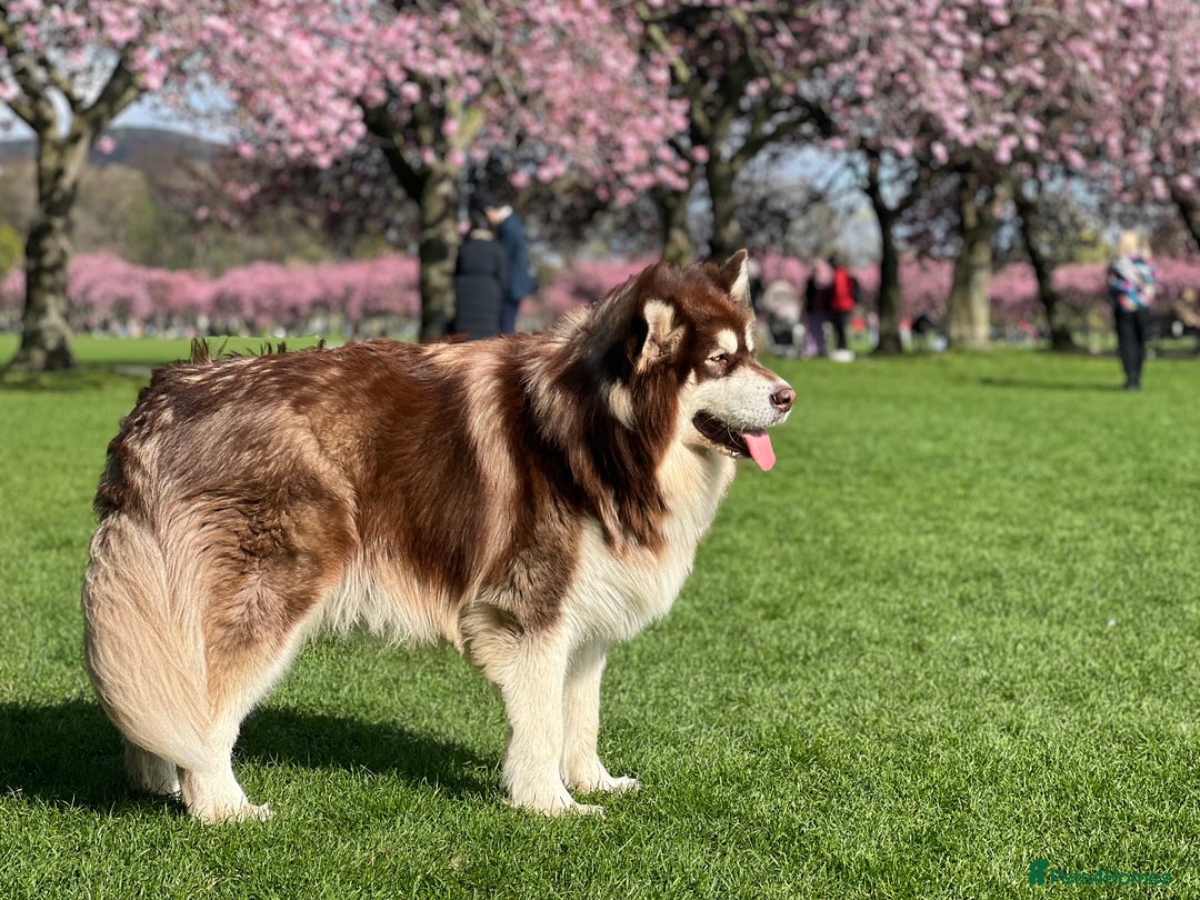 Alaskan Malamute dogs for stud: Handsome boy for stud - Advert 4