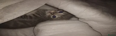 Siberian 1