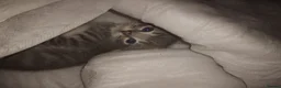 Siberian cats for sale: Siberian grey kittens  - Advert 5