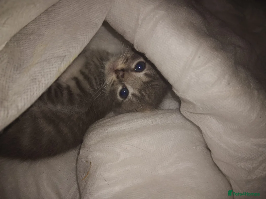 Siberian cats for sale: Siberian grey kittens  - Advert 5
