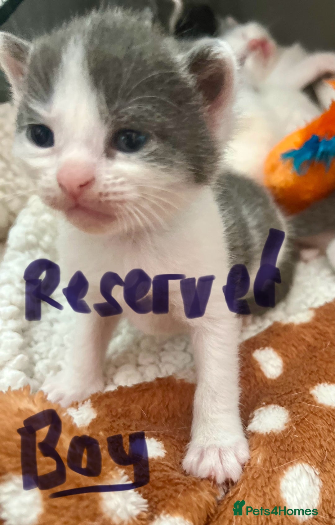 Mixed Breed cats for sale: ❤️*Blue/white & black/white friendly kittens*❤️ - Image 22