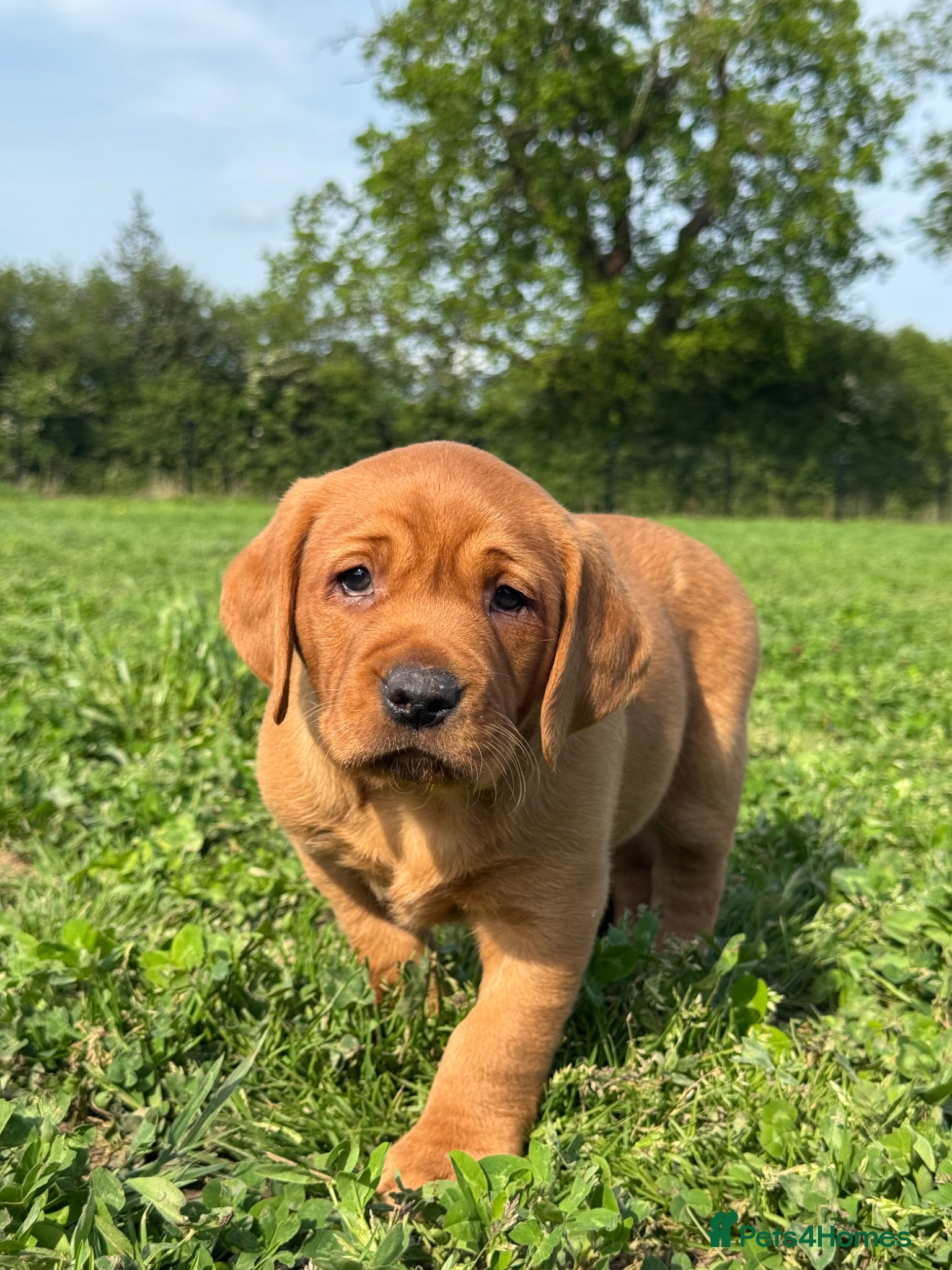 Labrador Retriever dogs Wonderful KC Litter Fox Red Labradors  - Advert 1