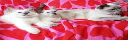Ragdoll cats for sale: Ragdoll x British shorthair kittens - Advert 5