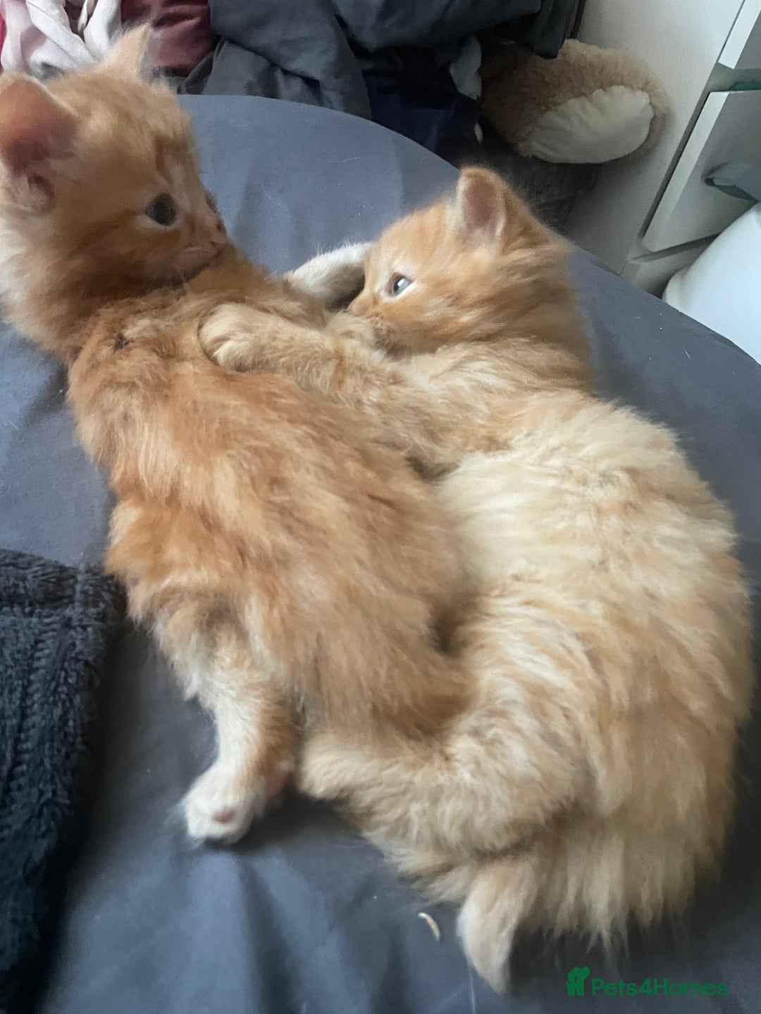 Mixed Breed cats for sale: Ready to go 29th oct  - Image 6