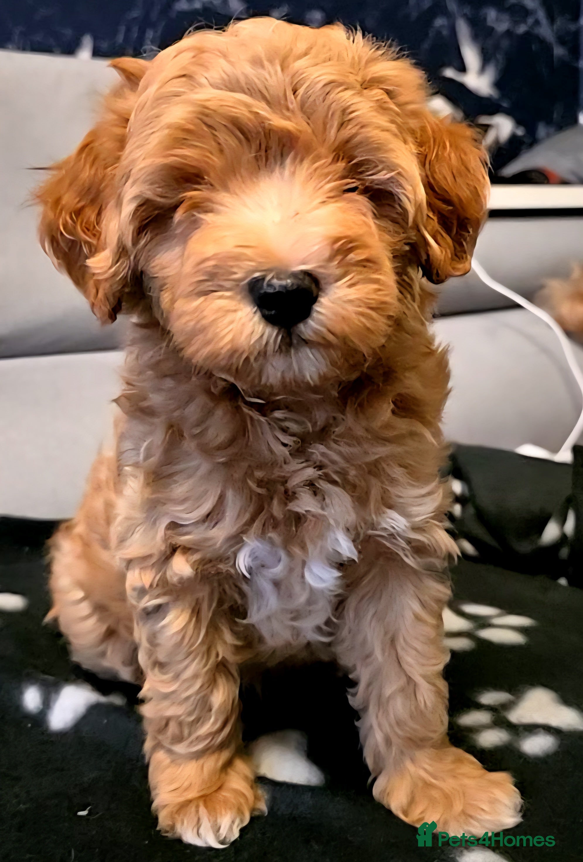 Maltipoo dogs Maltipoo Puppies with Confirmed Parentage - Advert 5