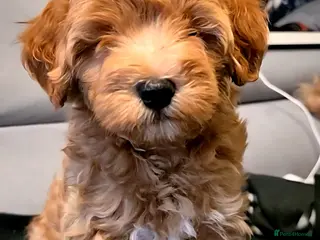 Maltipoo dogs Maltipoo Puppies with Confirmed Parentage - Advert 5