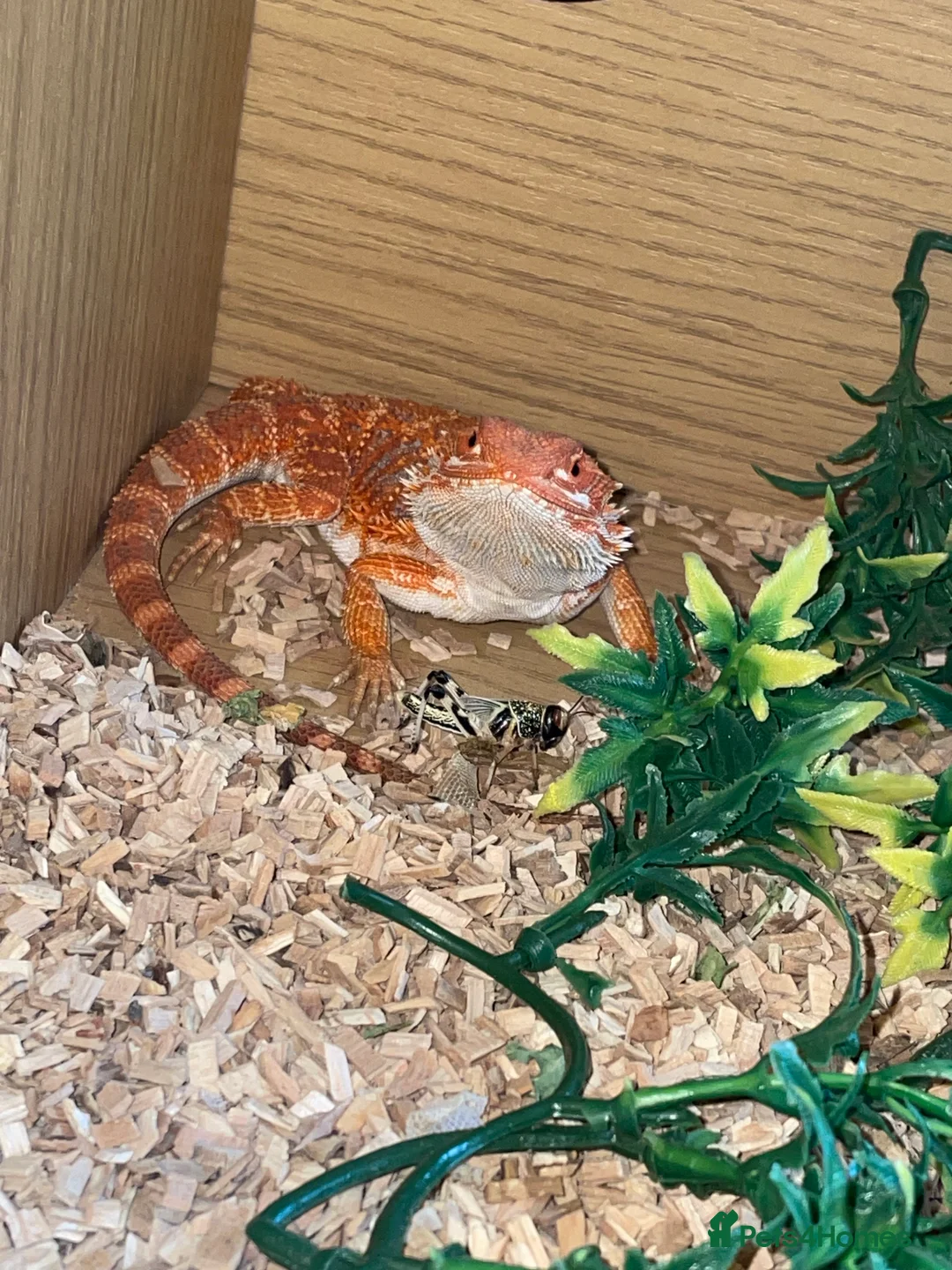 Bearded Dragon reptiles for sale: Bearded Dragon And Full Setup - Advert 1