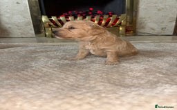 Cockapoo dogs for sale: Beautiful F1 cockapoos - Image 7