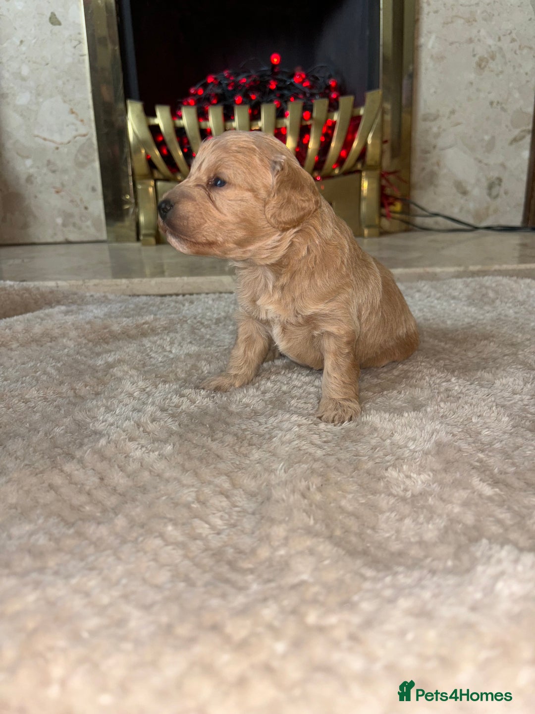 Cockapoo dogs for sale: Beautiful F1 cockapoos - Image 7