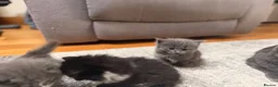 Mixed Breed cats for sale: 3 gorgeous kittens available to leave now! - Advert 10