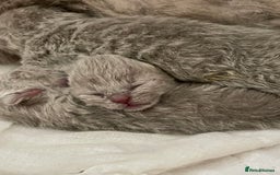 British Shorthair cats for sale: British shorthair kittens for sale  - Image 4