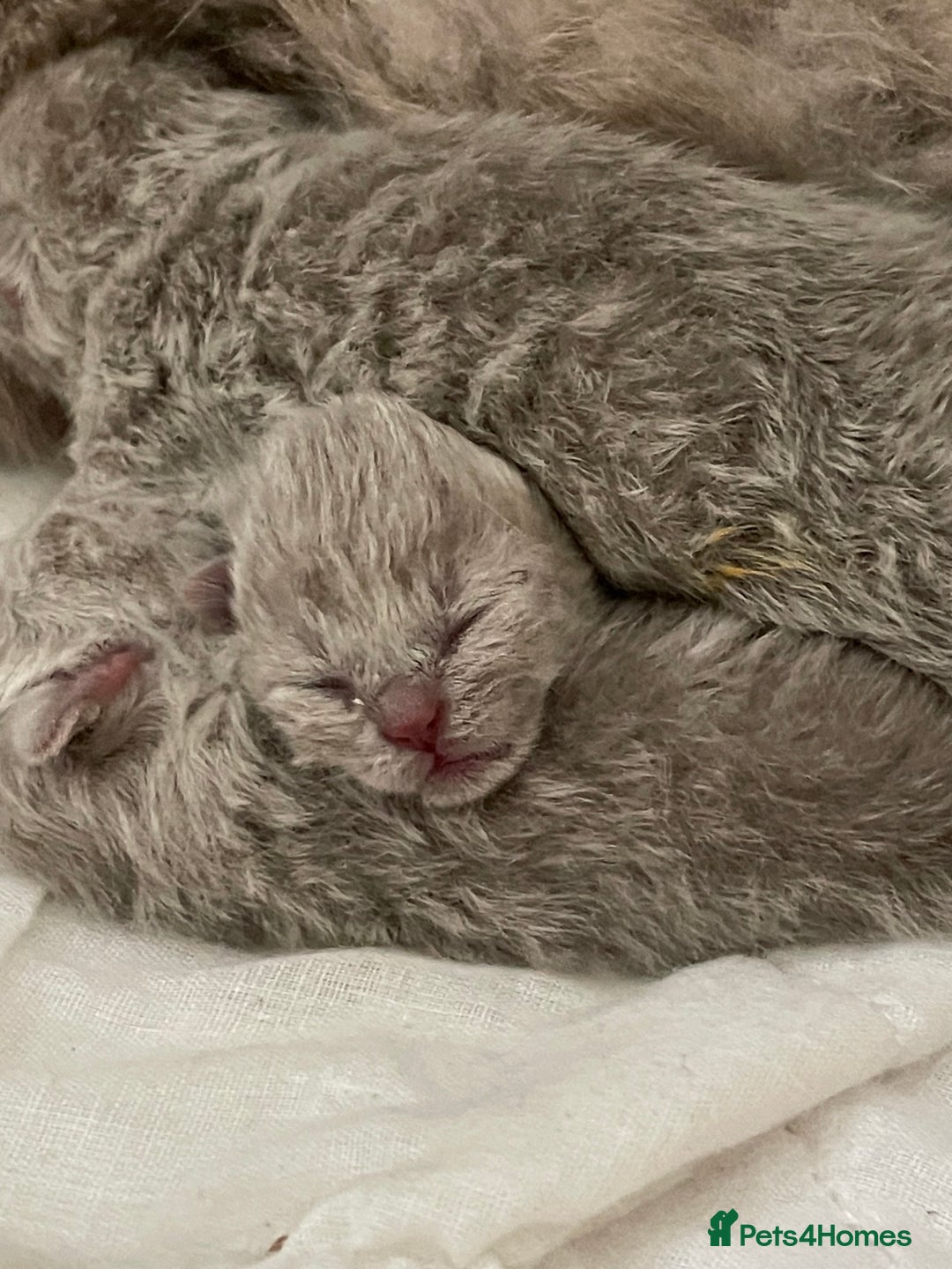 British Shorthair cats for sale: British shorthair kittens for sale  - Image 4