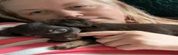 Mixed Breed dogs for sale: Russian Toy cross Miniature Dachshund Puppies in Nottingham - Advert 7
