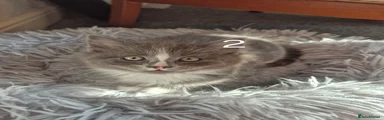 Kitten 2