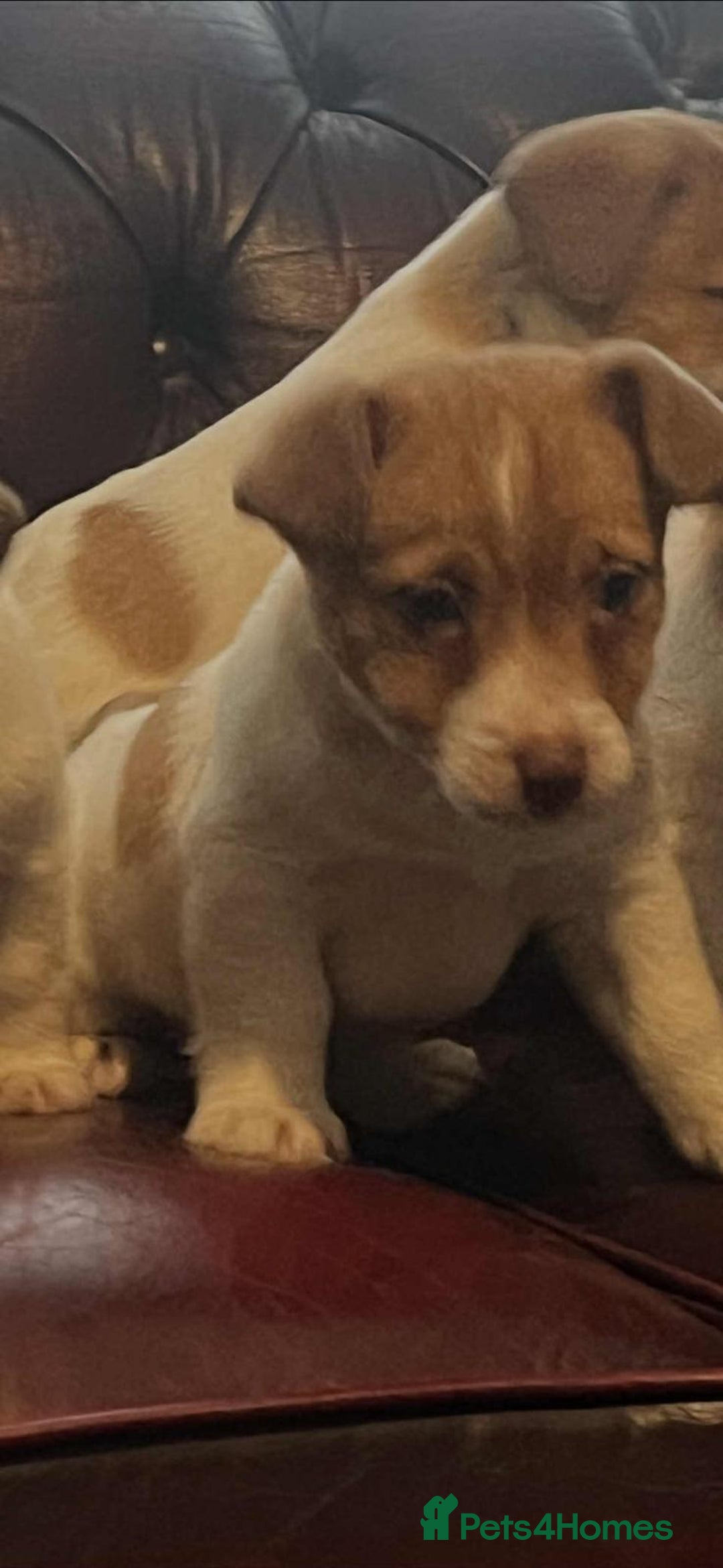 Jack Russell dogs for sale: Jack Russell Puppy’s  - Advert 4