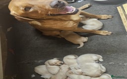 Labrador Retriever dogs for sale: KC Registered Pedigree Labrador Pups for Sale - Image 1