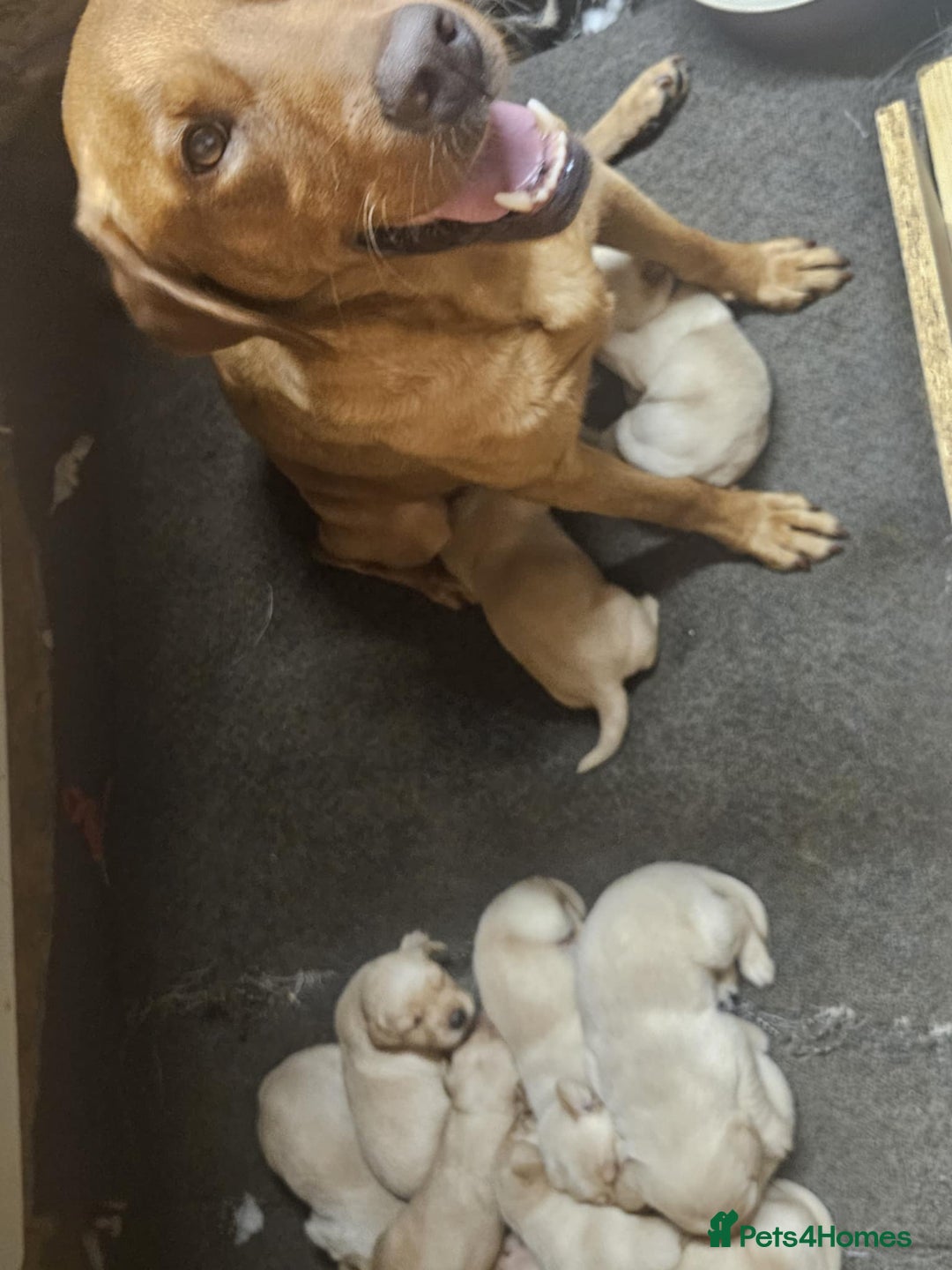 Labrador Retriever dogs for sale: KC Registered Pedigree Labrador Pups for Sale - Image 1