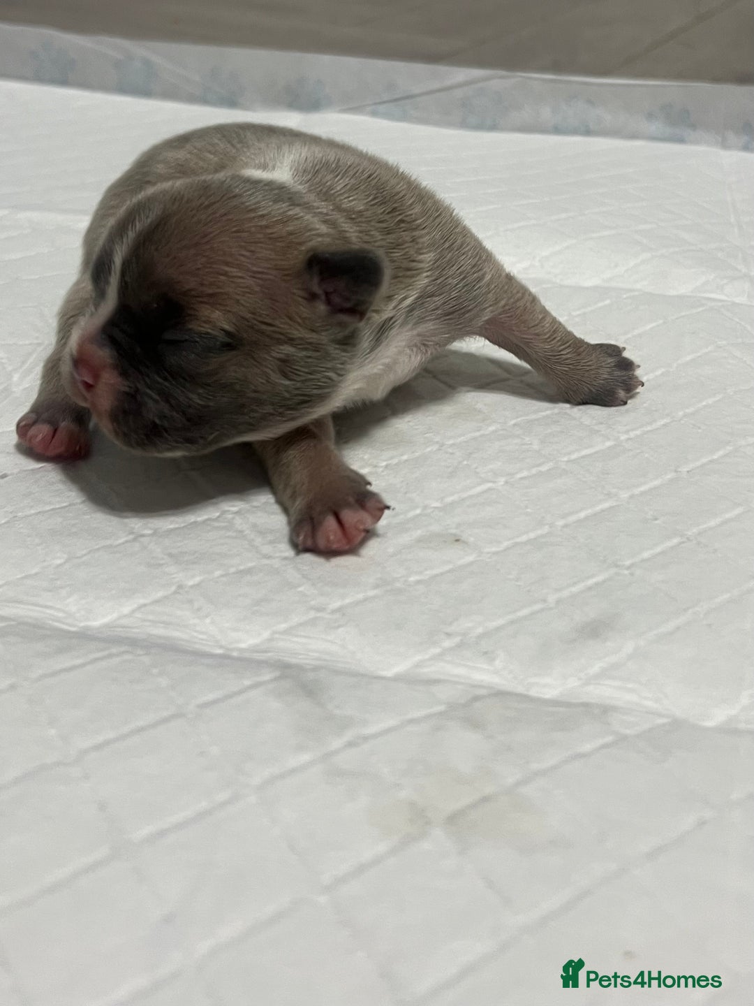 French Bulldog dogs for sale: French Bulldog Puppy’s  - Advert 12