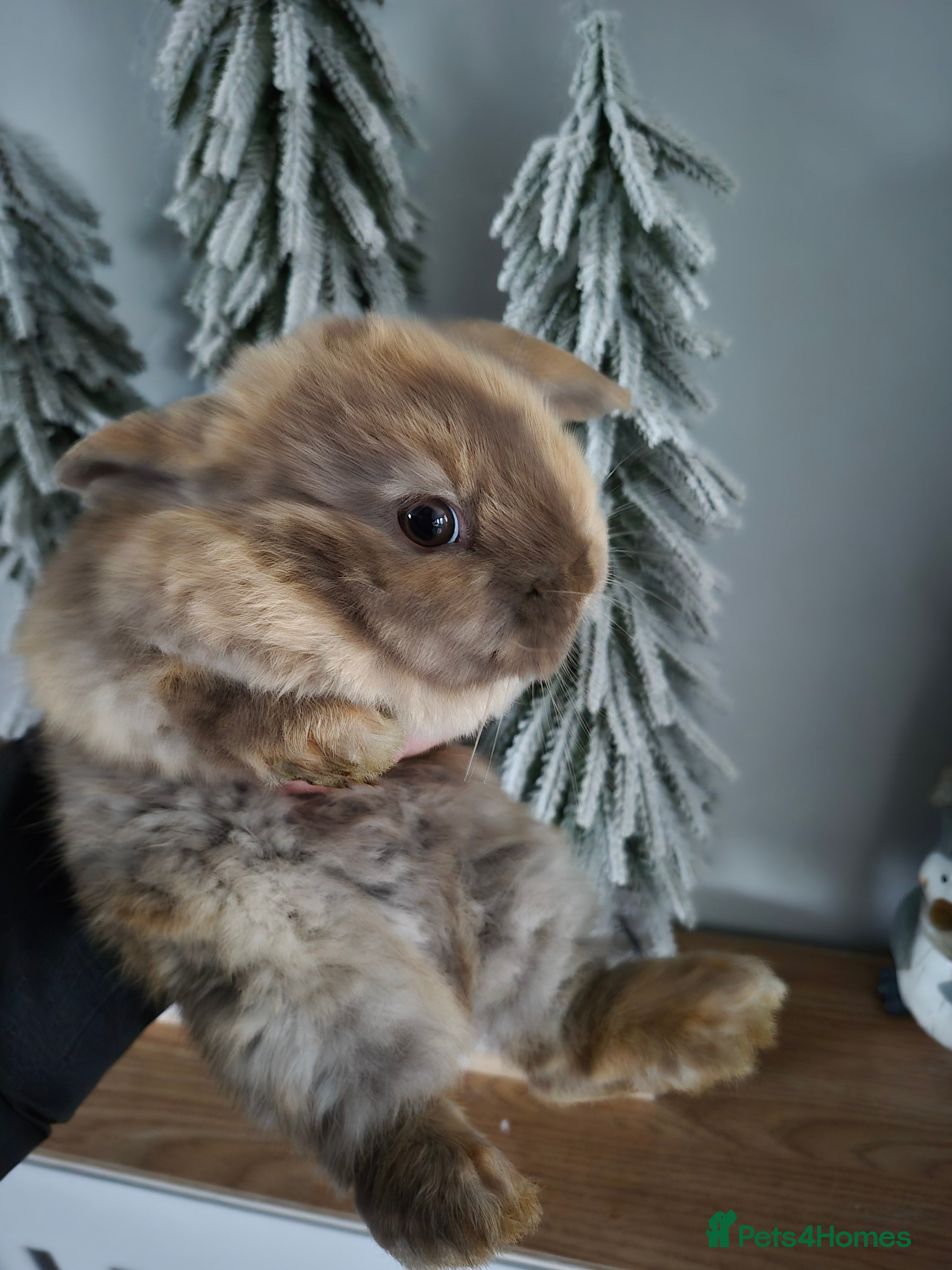 Mini Lion Lop rabbits  Female Mini lop  ready  **  - Advert 8