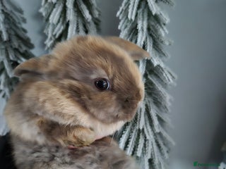 Mini Lion Lop rabbits Female Mini lop ready xmas - Advert 1