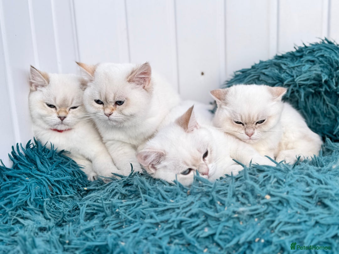 British Shorthair cats for sale: Beautiful Blue Gold & Choc Gold Colourpoint boys - Image 3
