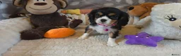 Cavalier King Charles Spaniel dogs for sale: KC and DNA health tested  - Advert 9