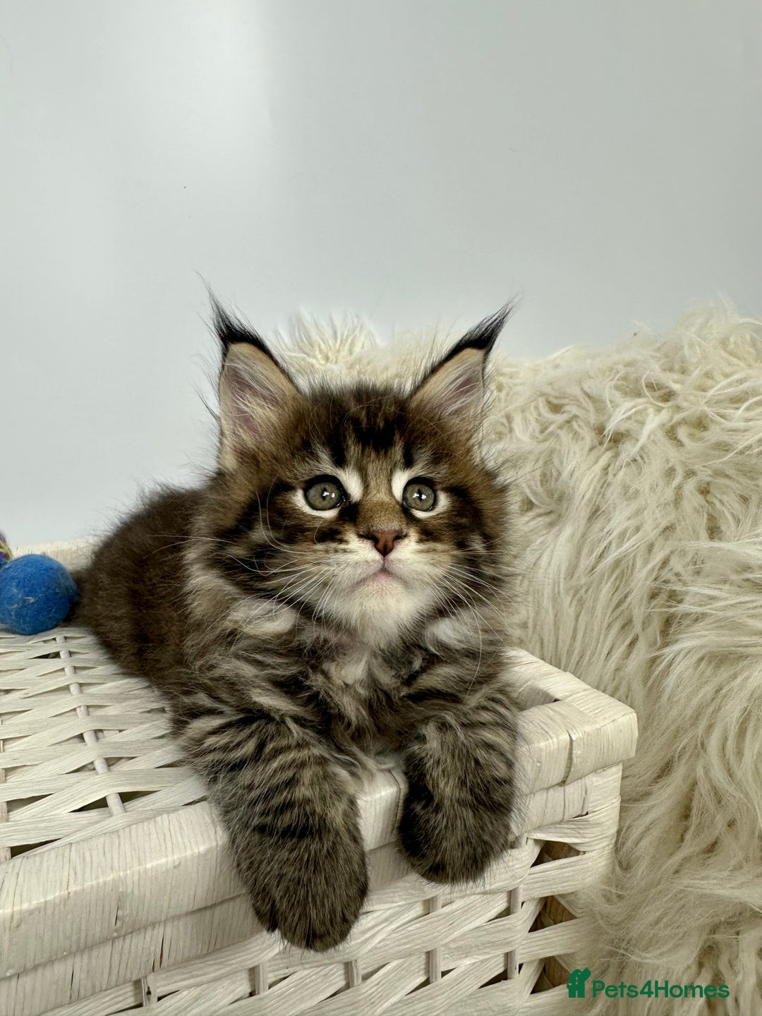 Maine Coon cats for sale: Gorgeous Pure Breed Maine Coon Kittens - Image 14