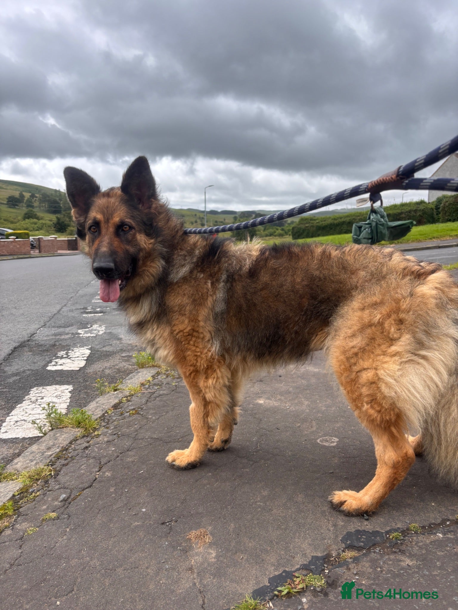German Shepherd dogs Terra ❤️ - Advert 11