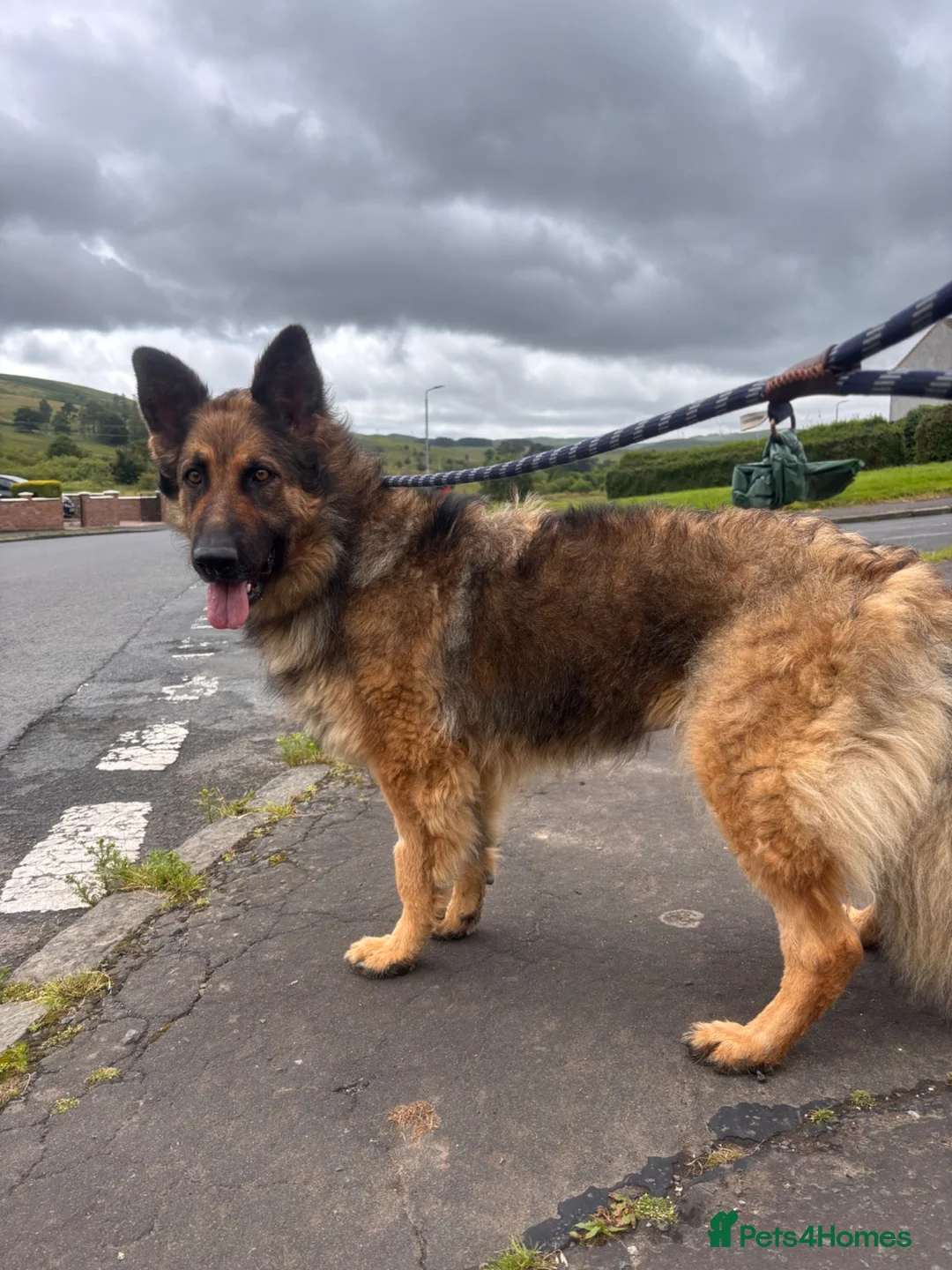 German Shepherd dogs for sale: Terra ❤️ - Advert 1