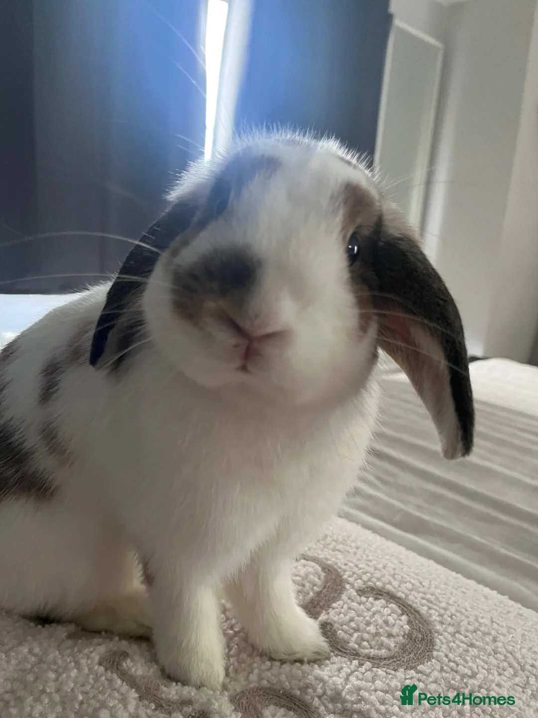 Mini Lop rabbits for sale: Mini lop rabbit in Teignmouth - Advert 1