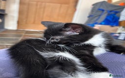 Mixed Breed cats for sale: 2 male kittens - Image 2