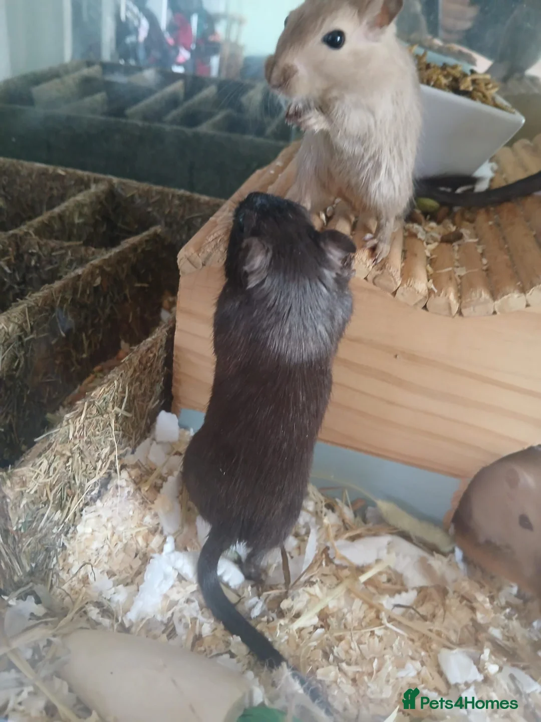 Gerbil rodents for sale: URGENT REHOMING NEEDED , 7 girl gerbils. in London - Advert 2