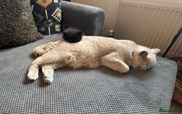 British Shorthair cats for sale: Black British Shorthair  - Image 9