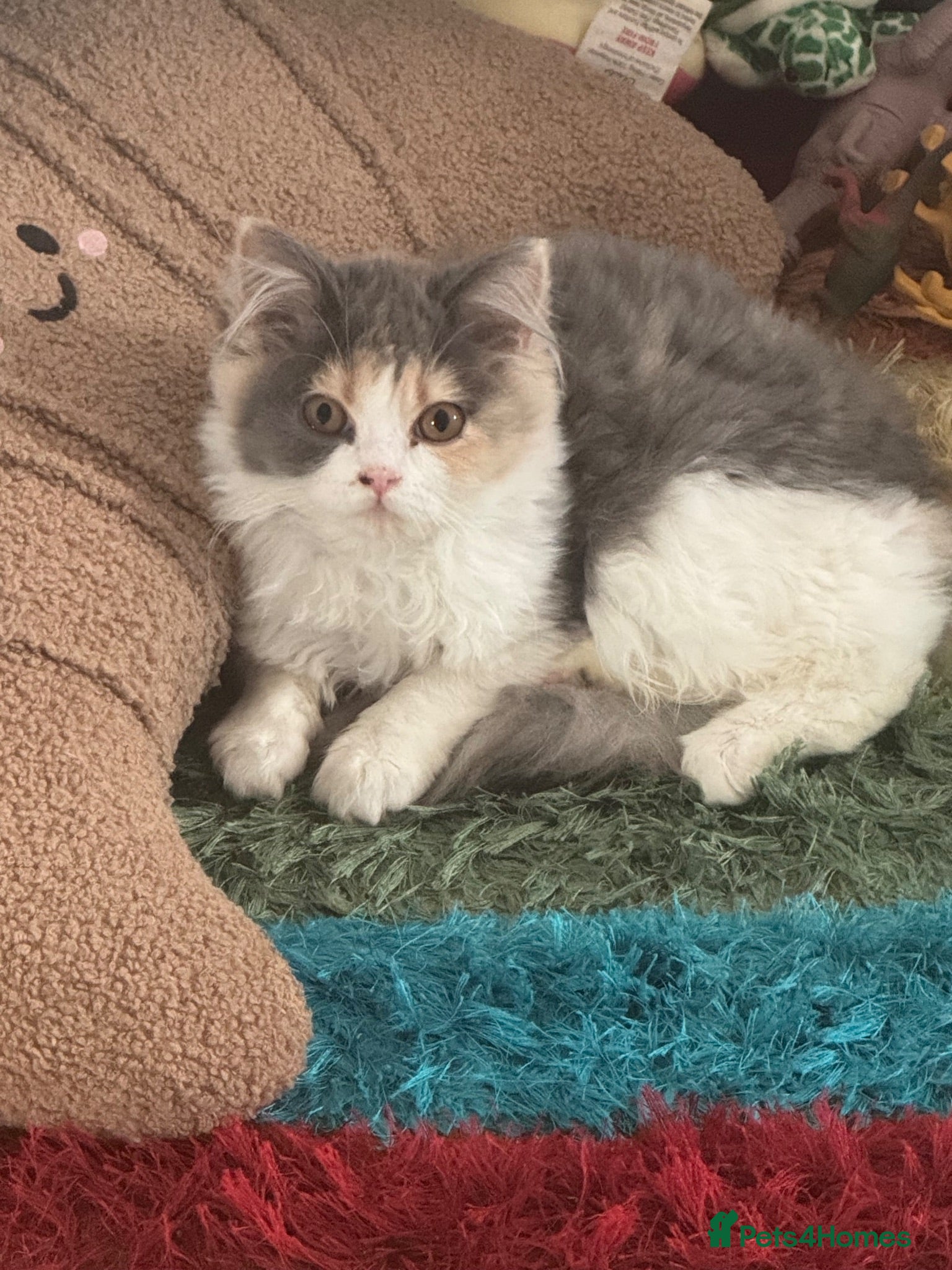 British Longhair cats Beautiful British longhair  - Advert 4