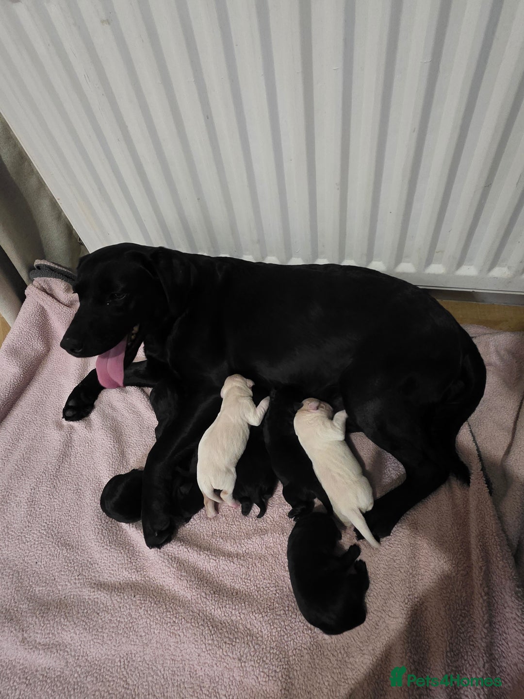 Labrador Retriever dogs for sale: Kc registered labrador  - Advert 1
