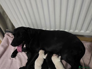 Labrador Retriever dogs Kc registered labrador - Advert 1