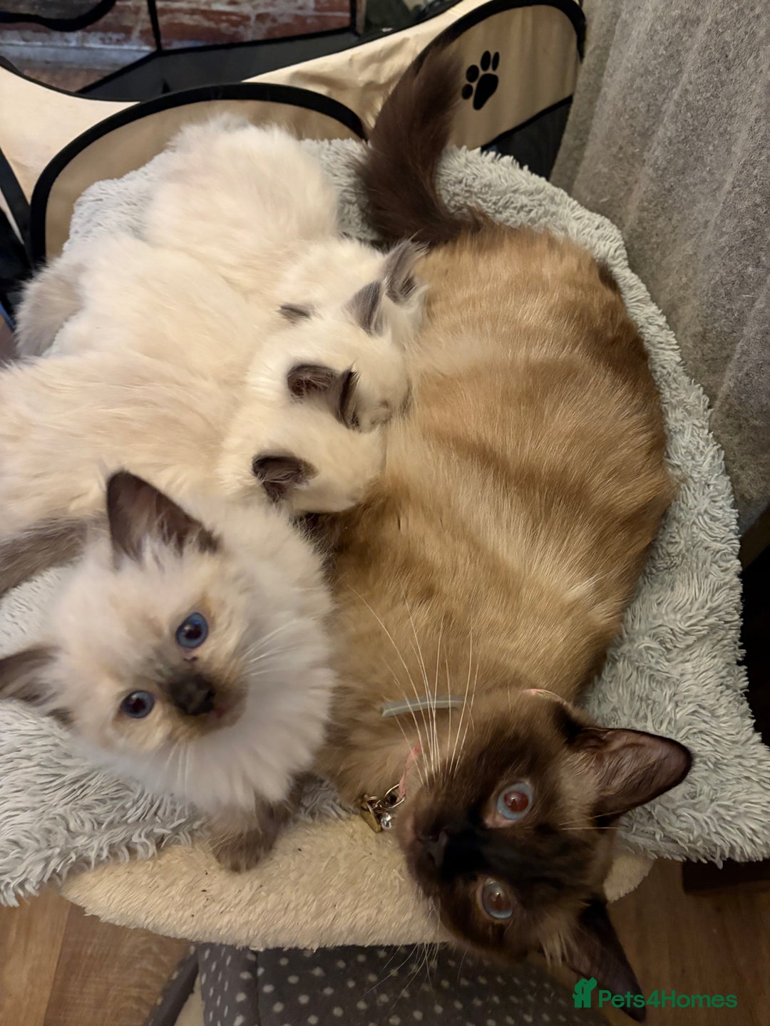 Ragdoll cats for sale: 3 Stunning Ragdoll boys - Image 7