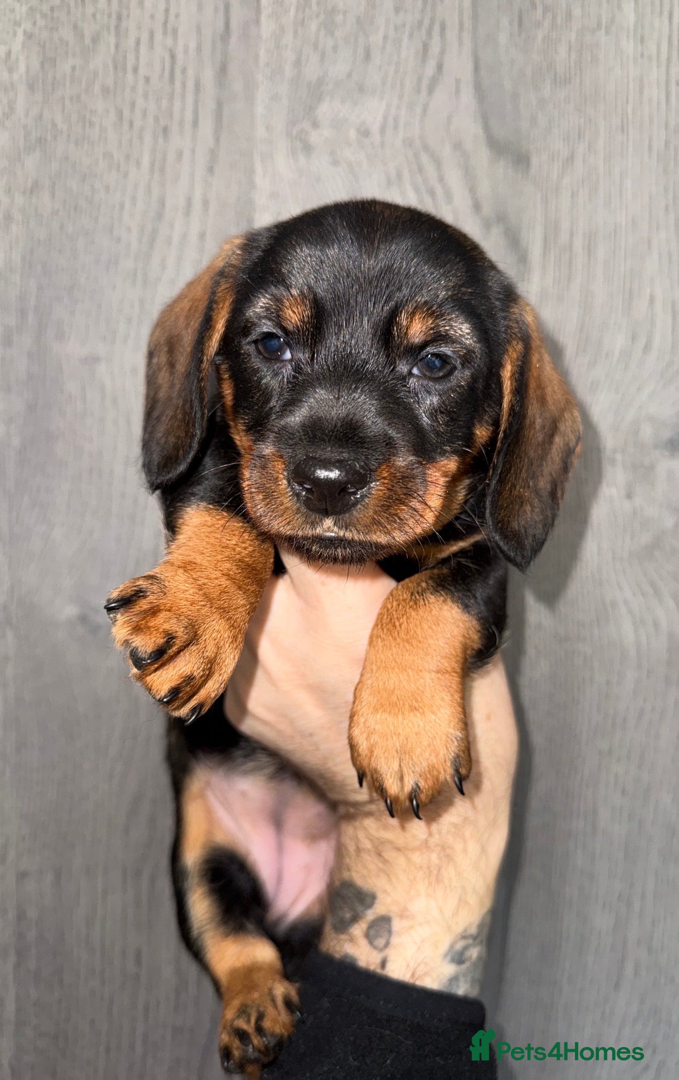 Miniature Dachshund dogs 💜Stunning KC Mini Wirehair Dachshunds💜 - Advert 11