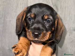 Miniature Dachshund dogs 💜Stunning KC Mini Wirehair Dachshunds💜 - Advert 8